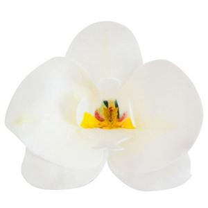 Syötävät vohvelikukat valkoinen Orkidea 10 kpl