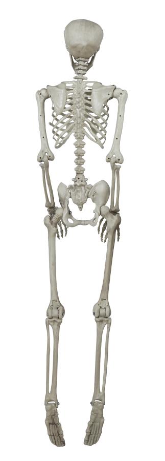 Muovinen luuranko, 160 cm