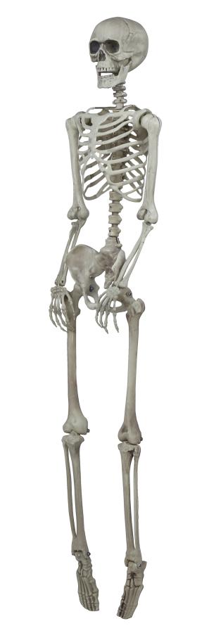 Muovinen luuranko, 160 cm