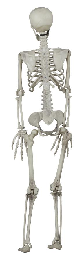 Muovinen luuranko 90 cm